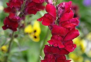 Snapdragon 'Black Prince'