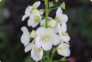 Verbascum phoeniceum 'White Bride'