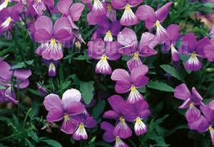 Viola corsica 'Little Gem'
