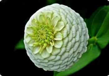 Zinnia Lilliput white