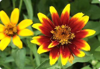 Zinnia 'Old Mexico'